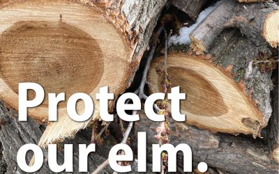 Dutch Elm Disease in Saskatoon